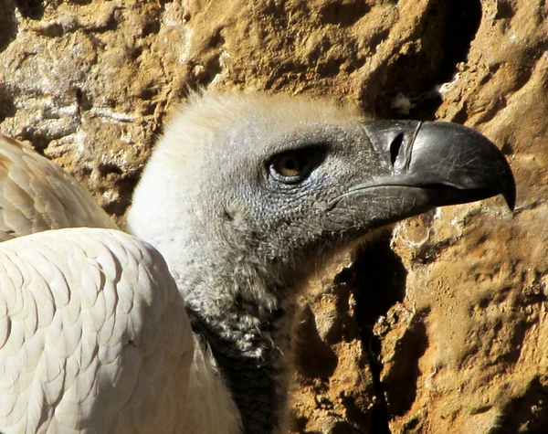 Gros plan sur la tête africaine de vautour à dos blanc — Photo