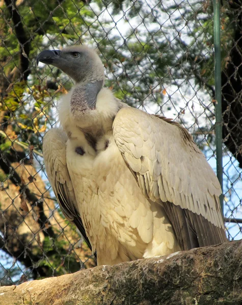 Vulture Cadangan Putih Afrika — Stok Foto