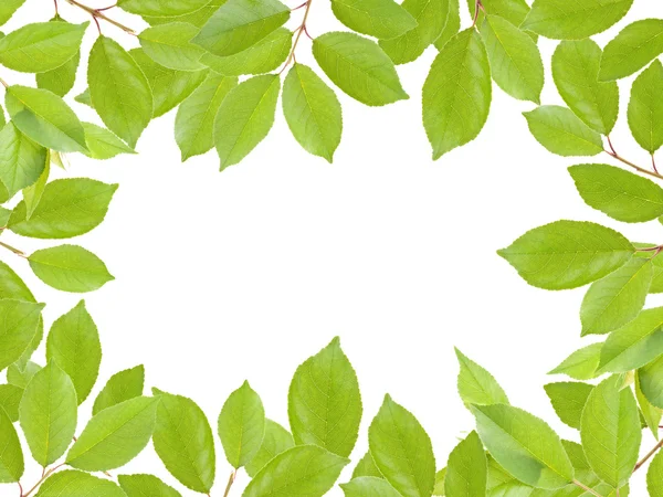Kerangka daun hijau — Stok Foto