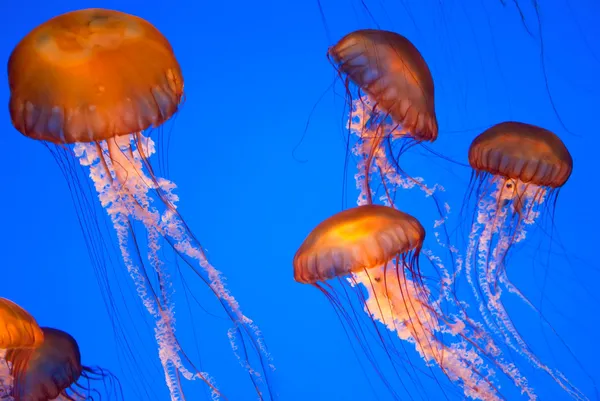 Chrysaora fuscescens medusas — Fotografia de Stock