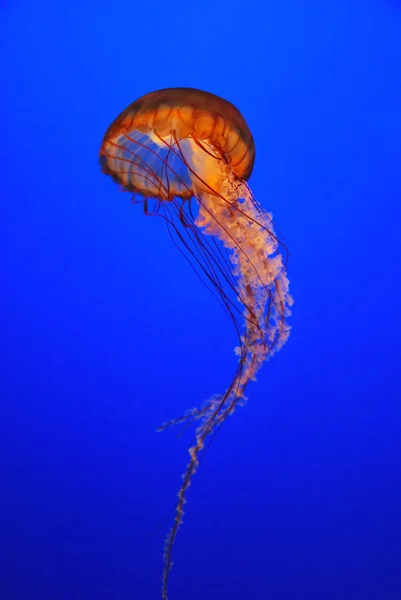 Chrysaora fuscescens medusas scyphozoa flotantes libres — Foto de Stock
