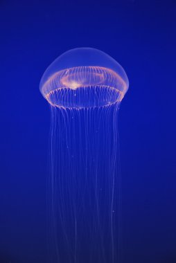 White jellyfish free-floating scyphozoa in the dark blue Pacifi clipart