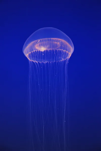 Méduse blanche scyphozoaires flottants libres dans le Pacifi bleu foncé — Photo