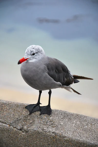 Heermann's seagull winter breeding gull adult — Stock Photo, Image