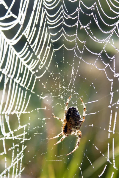 Σταγόνες νερού αράχνη, η αράχνη σε αυτό — Φωτογραφία Αρχείου