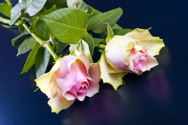 Decorative pink roses on a black background. — Stock Photo, Image
