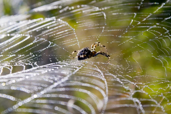 Web spider and water droplets in the wild. — Stock Photo, Image