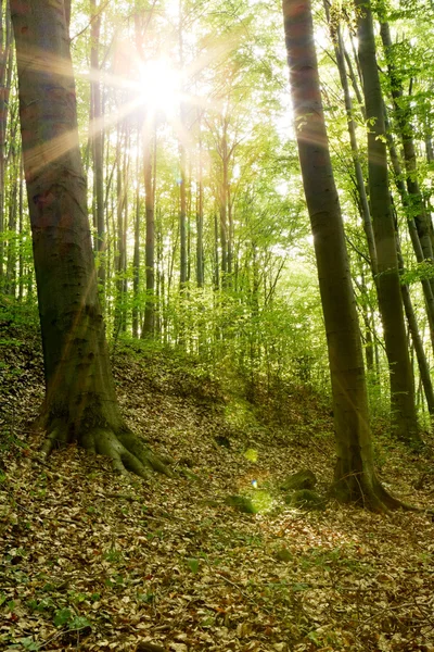 Schöner sonniger Wald mit hohen Bäumen. — Stockfoto