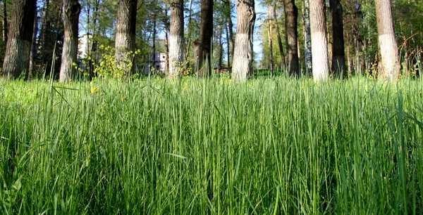 Луговые травы в лесу — стоковое фото