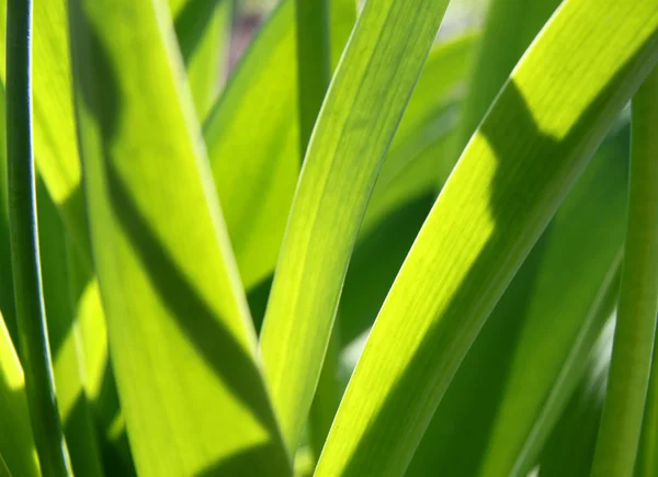 La textura del césped de hierba verde — Foto de Stock