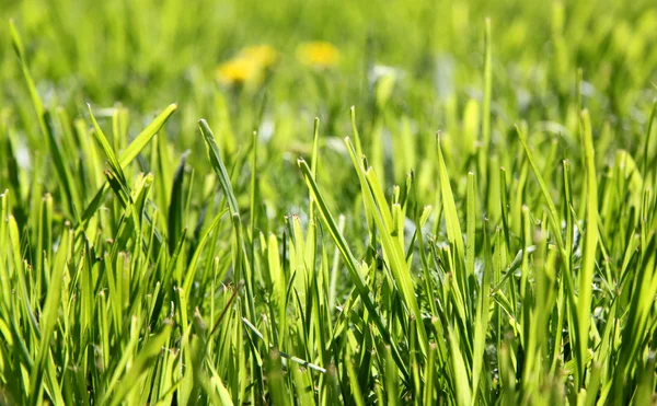 La texture de la pelouse d'herbe verte — Photo