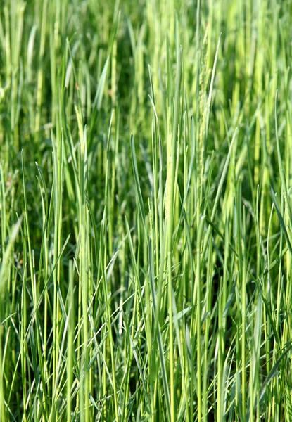 La texture de la pelouse d'herbe verte — Photo