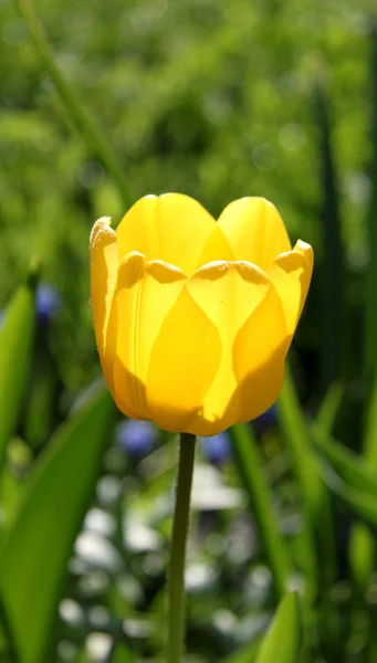 Tulipán amarillo en el fondo de una hermosa hierba — Foto de Stock