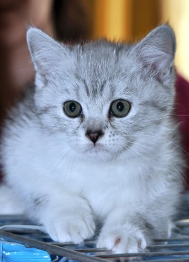 The Persian kitten