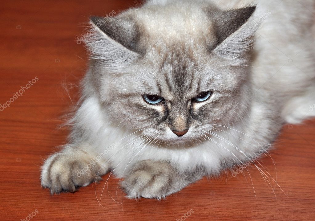 gray persian cat with blue eyes
