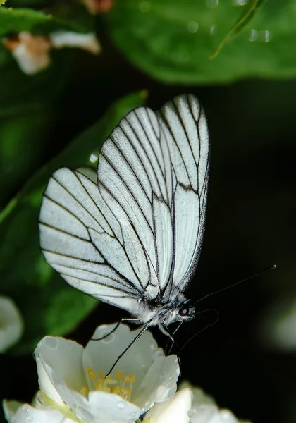 꽃 나비 — 스톡 사진