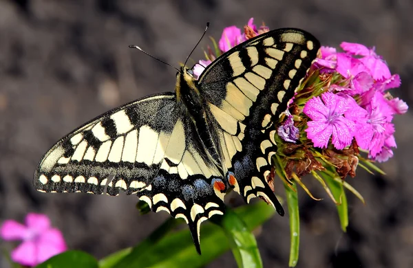 La farfalla su un fiore — Foto Stock