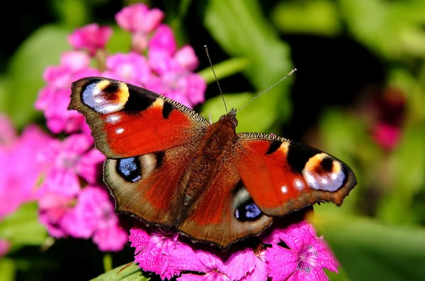 꽃 나비 — 스톡 사진