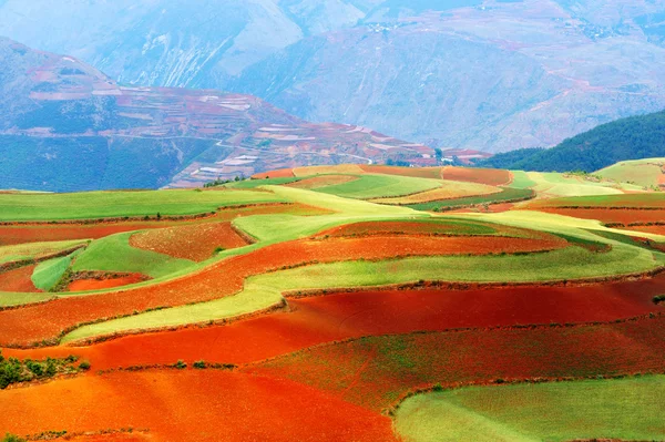 Beautiful fields landscapes — Stock Photo, Image