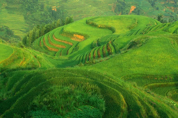 Campo de arroz verde chino — Foto de Stock
