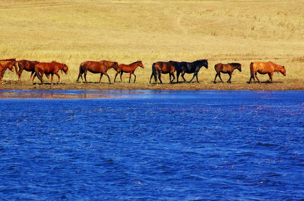 Göl ve atları peyzaj — Stok fotoğraf