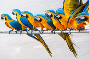 Parrot birds clipart