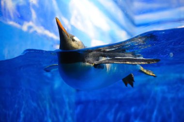 Swimming penguin clipart