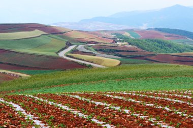 wheet alanı