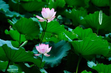 Two lotus flowers clipart