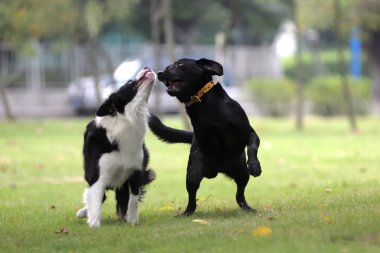 Two dogs playing clipart