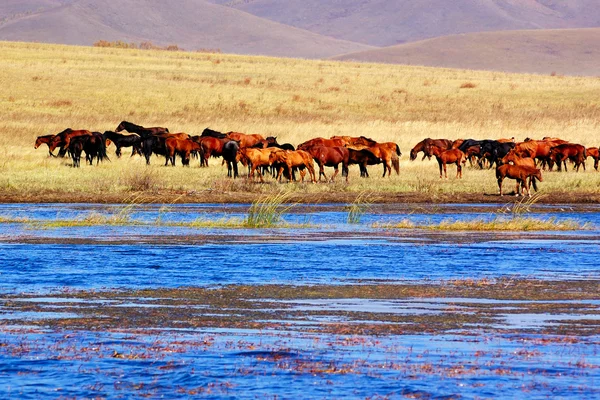 stock image Landscape of lake and horses
