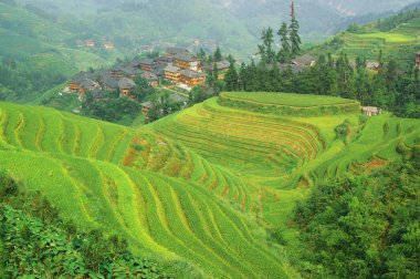 Çin'deki yeşil pirinç Teras