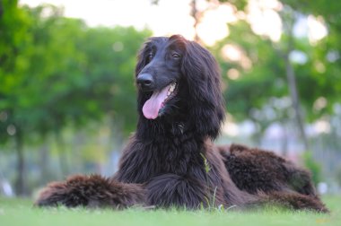 Afghan hound dog clipart