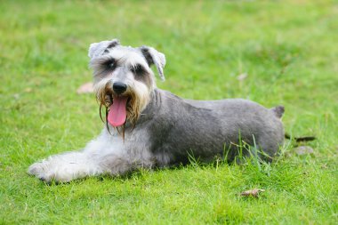 Miniature schnauzer dog lying on the lawn clipart