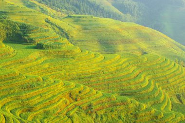 Çince yeşil pirinç alan