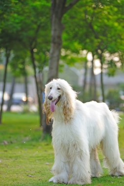 Afgan Tazısı köpek