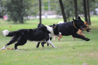 Dogs running clipart