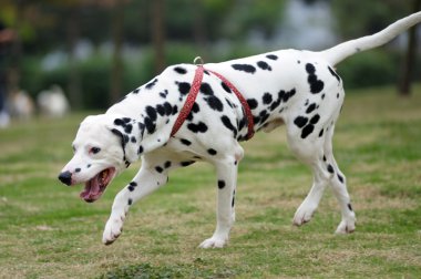 Dalmatian dog clipart