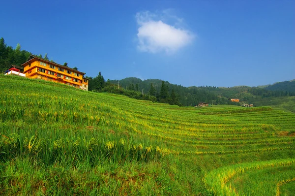 Campo de arroz verde chino —  Fotos de Stock