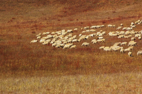 Ovinos em prados — Fotografia de Stock