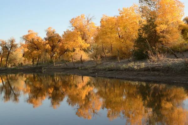 stock image Diversifolia Populus trees near the lake