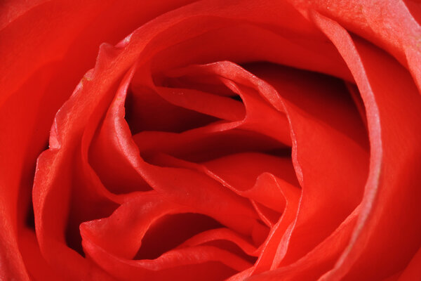 Close-up shot of a red rose flower