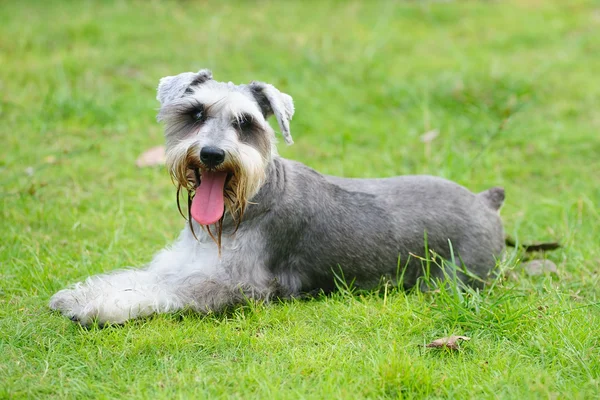 Миниатюрный шнауцеровый пес лежит на газоне — стоковое фото