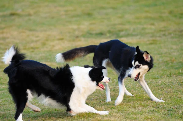 Две собаки играют вместе — стоковое фото