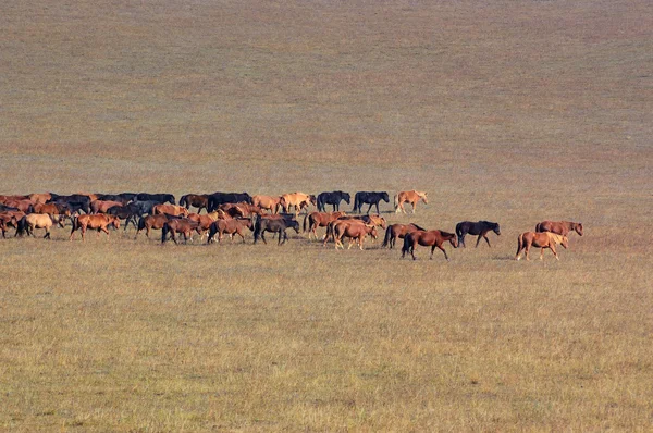 Grup içinde otlak atlar — Stok fotoğraf