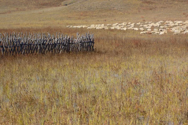 Gruppe af får på græsarealer - Stock-foto