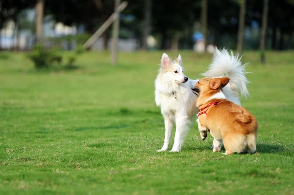 Δύο σκυλιά παίζοντας — Φωτογραφία Αρχείου