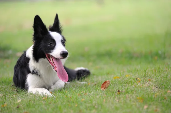 Pies rasy border collie — Zdjęcie stockowe