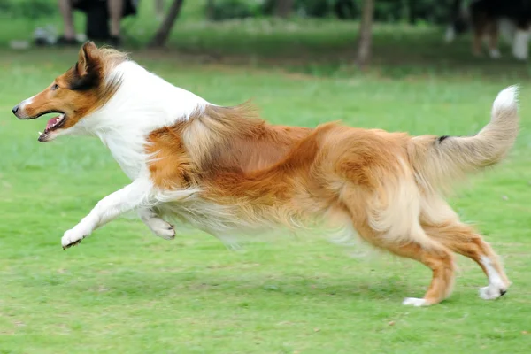 Hondenrennen — Stockfoto