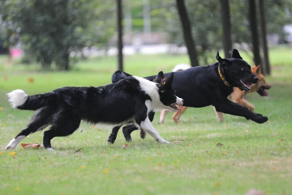 Hundar som springer — Stockfoto